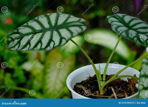 Alocasia Silver Dragon stock photo. Image of plant, green - 274199574