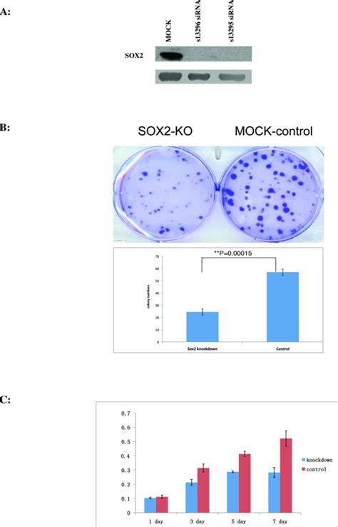 functional analysis  sox  gbm cells  western blot analysis