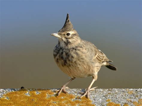 Хохлатый жаворонок [группа cristata] - eBird