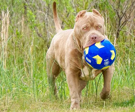 american bully  interesting facts   bully breed
