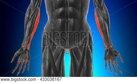 Humeral Head Flexor Image & Photo (Free Trial) | Bigstock