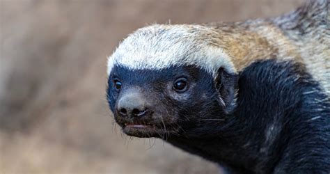 Honey Badger Dont Care: But You Should Care About These 10 Incredible