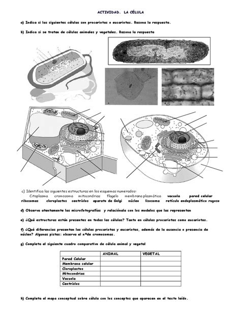 Actividad La Celula 1 Citoplasma Biología Celular