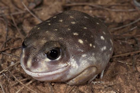 Western Spotted Frog Heleioporous Albopunctatus Angus McNab Flickr