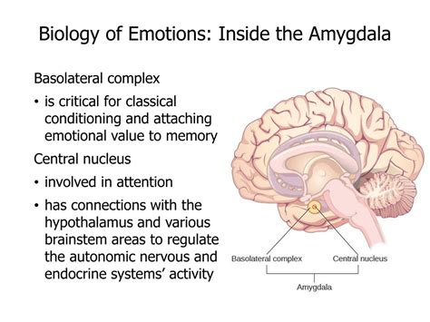 Ppt Psychological Foundations Powerpoint Presentation Free Download Id987966