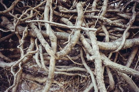 Intertwined Tree Roots Images Search Images On Everypixel