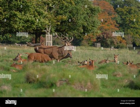 Wild Red Deer Rutting Season Stock Photo Alamy