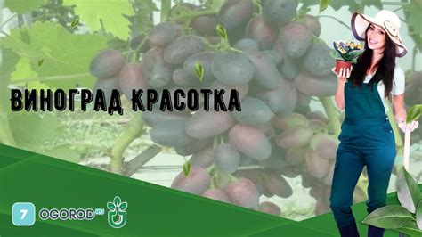 Виноград Красотка - YouTube