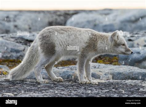 Le renard arctique (Vulpes lagopus) en pelage d'été, Svalbard, Norvège