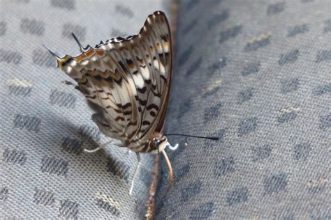 Charaxes achaemenes - LepiWiki