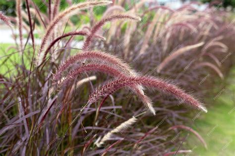 Premium Photo Fountain Grass Or Pennisetum Alopecuroides