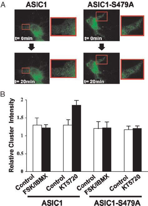 Pka Phosphorylation Of Asic1 Reduces Clustering In Hippocampal Neurons