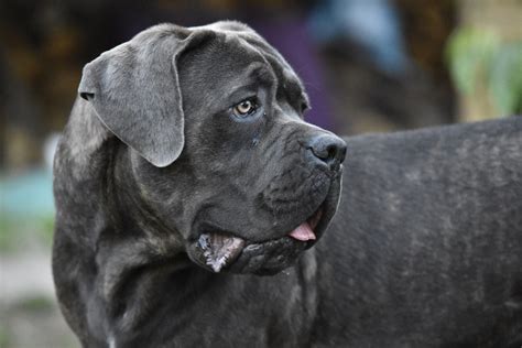 Les races de chien qui ont les mâchoires les plus puissantes