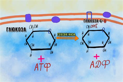 Гліколіз: анаеробний катаболізм глюкози та його регуляція | MedOnline