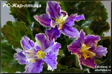 РС-Жар-птица (3фото) - Фиалки на Алтае | Сенполия, Фиалки, Африканская ...