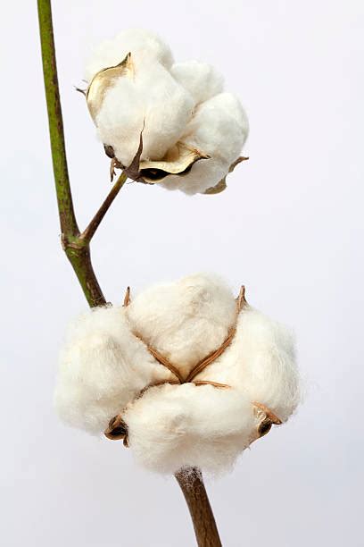 cotton plant macro stock  pictures royalty  images