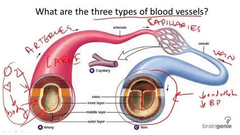 there Anatomy The Three Kinds Of Blood Vessels are three types of blood ...