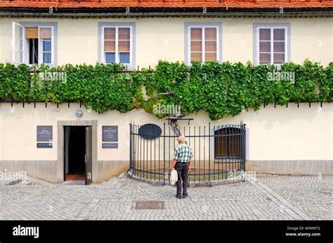 Stajerska Maribor, Slowenien. Die Stara trta - älteste Weinrebe der