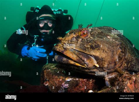 A Diver Encounters A Male Cabezon Scorpaenichthys Marmoratus Guarding