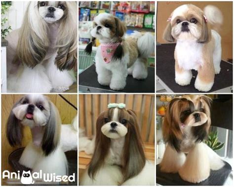 7 Shih Tzu Haircuts with Photos - Plus Hair Care Guide