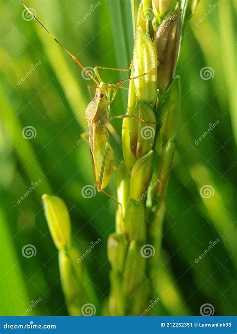 how to get rid of bugs in rice 10
