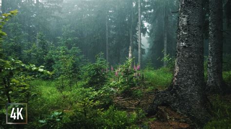 Walking In Heavy Thunderstorm In The Mouintains Umbrella Rain Thunder