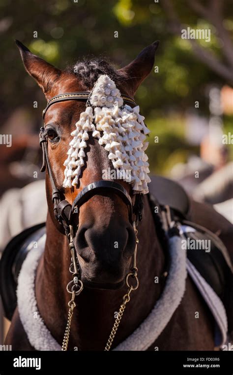 Decorated Bridle Hi Res Stock Photography And Images Alamy