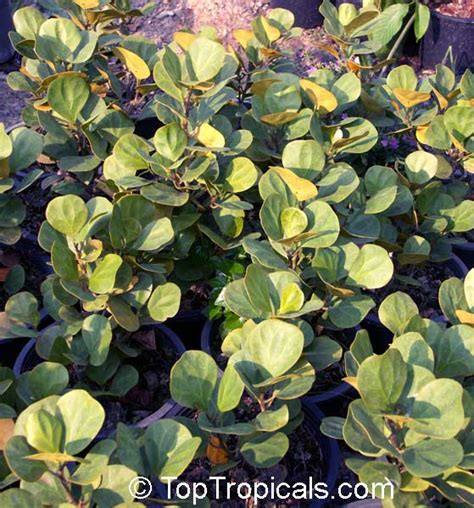 Ficus deltoidea, Ficus diversifolia, Mistletoe Fig - TopTropicals.com