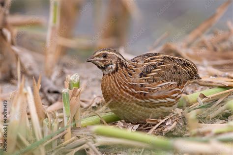 Kwartel Common Quail Coturnix Coturnix Stock Photo Adobe Stock