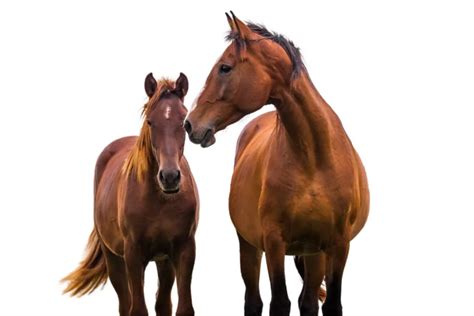 23 things you might not know about horses Malgré Tout Media