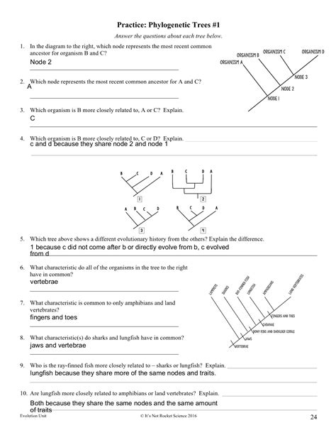 Practice Phylogenetic Trees Worksheets Library