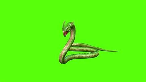 Snake Move Green Screen Animation and 3D... | Stock Video | Pond5 ...