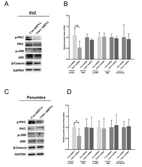 Ijms Free Full Text Celsr1 Promotes Neuroprotection In Cerebral