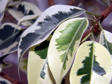 Cómo cuidar un ficus variegata Las claves para que esté sano