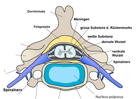 Rückenmark Basiswissen für Heilberufe