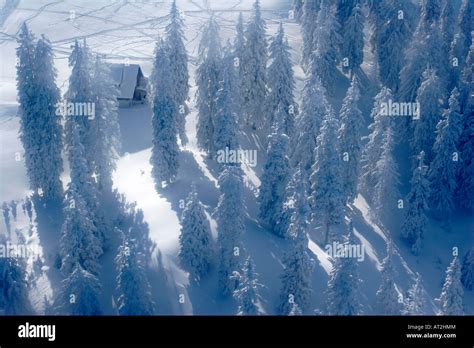 Pine Trees Covered By Snow Stock Photo Alamy