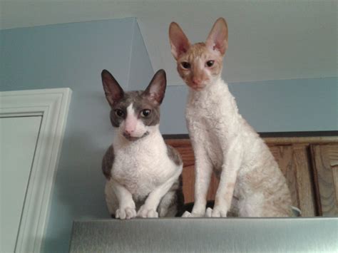 Cornish Rex Kittens on Top of a Refrigerator