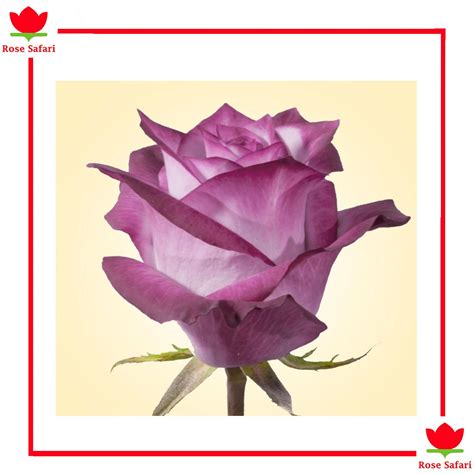 deep water rose safari