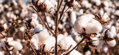 Cotton & Cotton Mix | Techknital Fabrics - Leicestershire