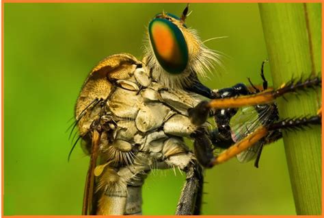 biologi gonzaga odonata insecta