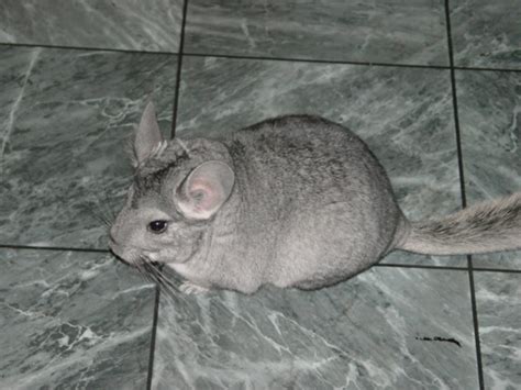 tips for chinchilla hyperactive easily 1