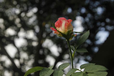 Pink Rose Blooming · Free Stock Photo