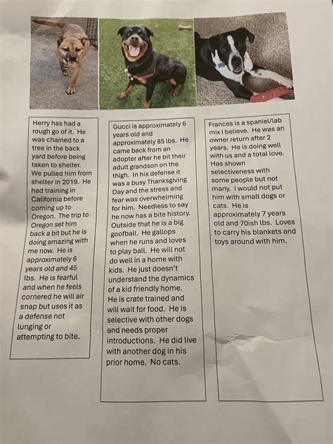 Shelter Dogs Need Homes Rportland