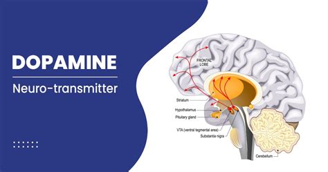 What is Dopamine And What Is Its Function