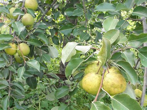 Груша Сорта Северянка Фото – Telegraph