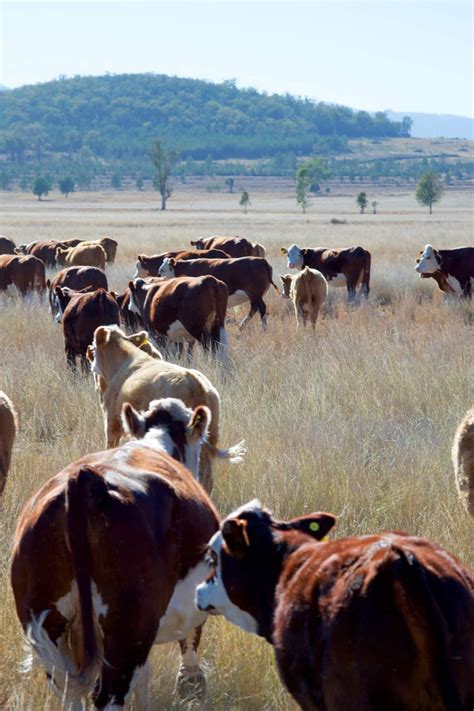 How to find local grass fed beef – Artofit