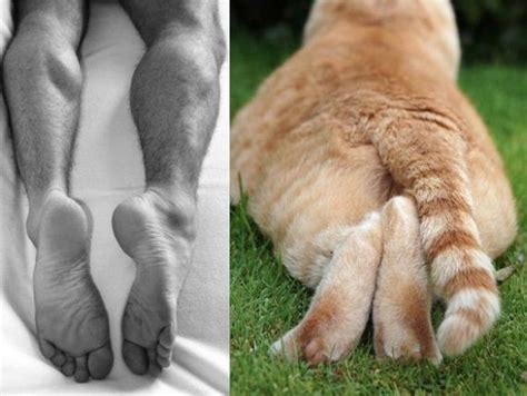 Hot Men And Their Feline Counterparts Barnorama