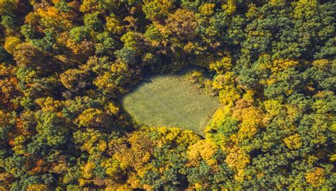 Hoia Baciu La Foresta Dei Misteri In Romania