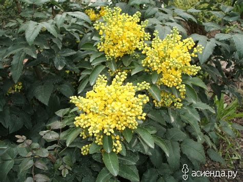 Желтые декоративные кустарники фото и названия