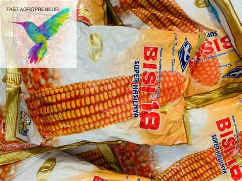 Benih Jagung Hibrida F1 Bisi 18 Isi 1 Kg Dari Cap Kapal Terbang